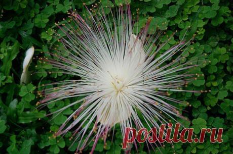 1430291555_redkie-cvety-4.jpg (Изображение JPEG, 610 × 405 пикселов)