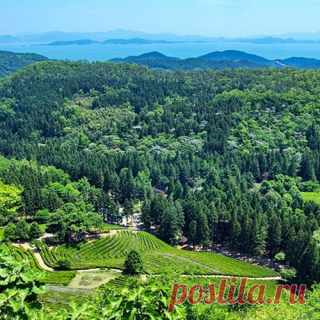 Еще чайных плантаций #Посон #Boseong #보성

#teaplantation #tea #чайныеплантации #чай #green #Корея #Korea #SouthKorea #한국 #ig_korea #ig_asia_  #travelKorea #koreatrip #koreatrip2015 #imagineyourkorea