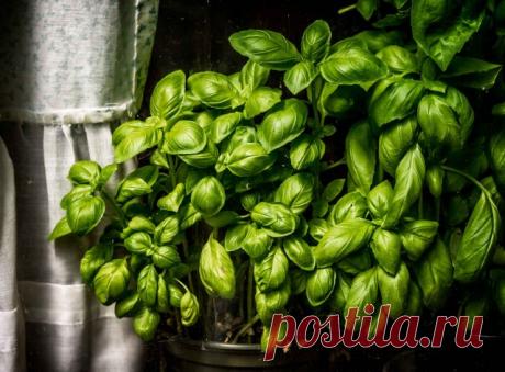 10 лекарственных растений, которые легко вырастить на подоконнике зимой | Полезно (Огород.ru)