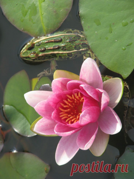 garden pond water lily and friend | Home:garden