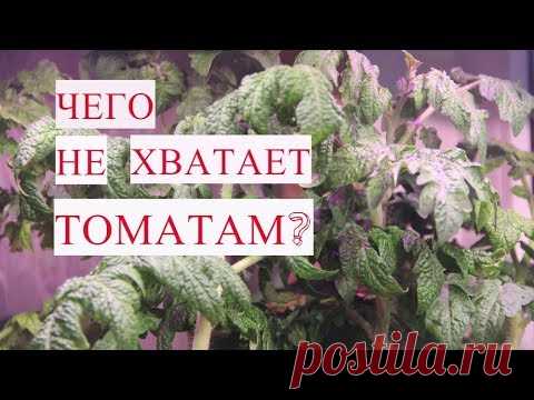 ЧЕГО НЕ ХВАТАЕТ РАССАДЕ ТОМАТОВ? Как определить? Чем ПОДКОРМИТЬ РАССАДУ? Чем подкормить рассаду, чем подкормить рассаду томатов (или как в народе говорят, чем подкормить помидоры, чем подкормить рассаду помидоров), а также рассада...