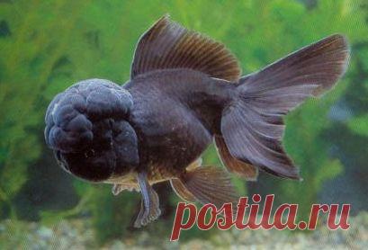 Оранда чёрная