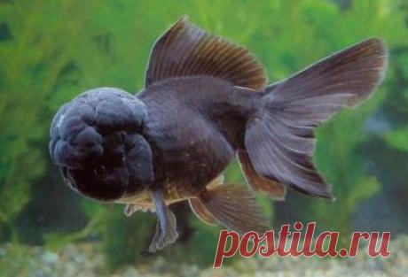 Оранда чёрная