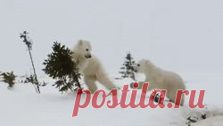 Котята, щенята, разные зверята - анимашки