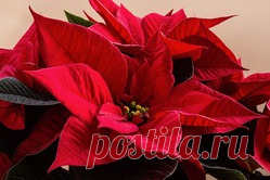 Как ухаживать за Рождественской звездой / Асиенда.ру