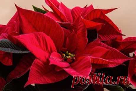 Как ухаживать за Рождественской звездой / Асиенда.ру