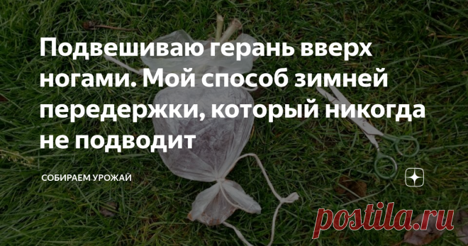 Подвешиваю герань вверх ногами. Мой способ зимней передержки, который никогда не подводит