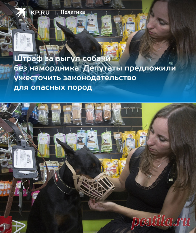 2023- ШТРАФЫ за выгул собаки без намордника,АГРЕССИЯ СОБАК: Депутаты предложили ужесточить законодательство для опасных пород - KP.RU