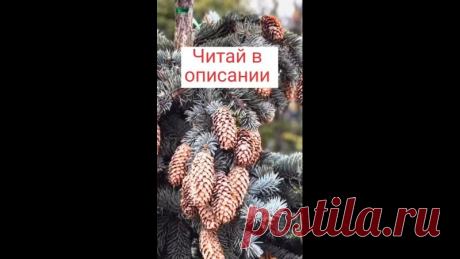 ЛЕЧИМ СОСУДЫ СОСНОВЫМИ ШИШКАМИ

Настойка на сосновых шишках – это по-настоящему чудодейственное средство, которое улучшает тонус и эластичность сосудов, снижает артериальное давление, активизирует работу головного мозга, тормозит процесс отмирания нервных клеток.

Такой эффект связан с тем, что в составе сосновых шишек содержится огромное количество биологически активных веществ (танины, флавоноиды, жирные кислоты, витамины, липиды), которые оказывают комплексное лечебное ...
