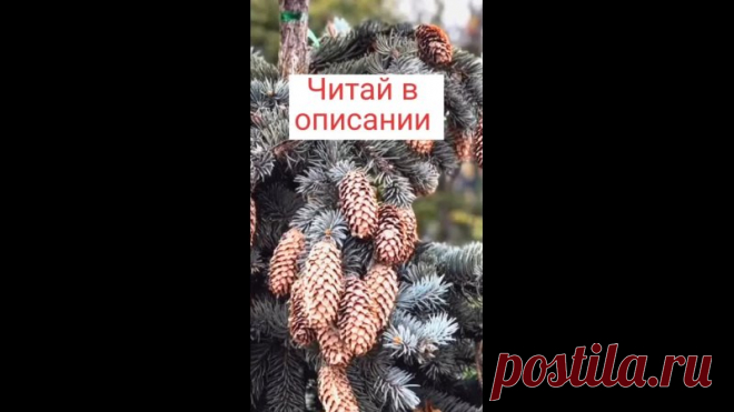 ЛЕЧИМ СОСУДЫ СОСНОВЫМИ ШИШКАМИ

Настойка на сосновых шишках – это по-настоящему чудодейственное средство, которое улучшает тонус и эластичность сосудов, снижает артериальное давление, активизирует работу головного мозга, тормозит процесс отмирания нервных клеток.

Такой эффект связан с тем, что в составе сосновых шишек содержится огромное количество биологически активных веществ (танины, флавоноиды, жирные кислоты, витамины, липиды), которые оказывают комплексное лечебное ...