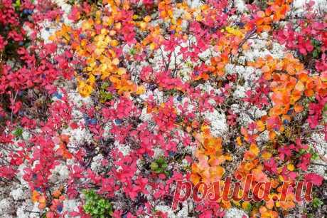 Береза карликовая: путешествие из тундры в сад