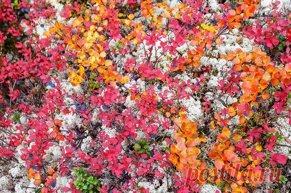 Береза карликовая: путешествие из тундры в сад