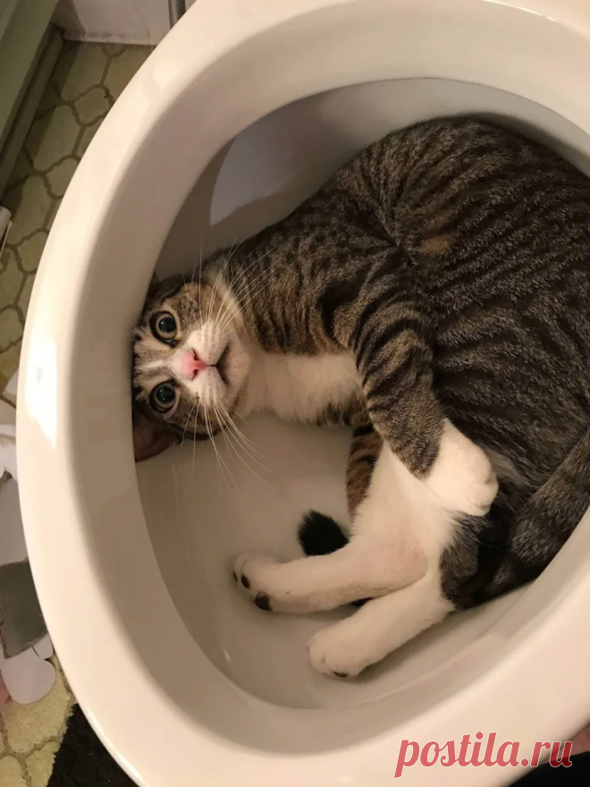 Тяжёлая дума на мохнатой мосе: Как коты наказывают непослушных людей (+ смешные фото) | Лариса Кречетова | Яндекс Дзен