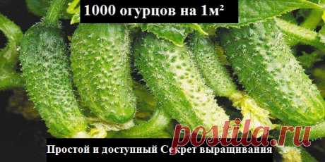 Узнайте как вырастить 1000 огурцов на 1м²!