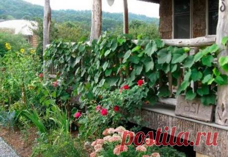 Какие растения смогут увеличить урожай винограда, а какие его убьют - Цветочки - медиаплатформа МирТесен Когда участок имеет небольшую площадь, то многие дачники делают совмещенные посадки, чтобы сэкономить место. Высаживать можно не только в огороде, но и в околоствольных кругах деревьев и под кустами винограда. Однако виноград довольно прихотливое растение и ему необходимо много места для