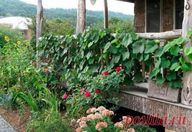 Какие растения смогут увеличить урожай винограда, а какие его убьют - Цветочки - медиаплатформа МирТесен Когда участок имеет небольшую площадь, то многие дачники делают совмещенные посадки, чтобы сэкономить место. Высаживать можно не только в огороде, но и в околоствольных кругах деревьев и под кустами винограда. Однако виноград довольно прихотливое растение и ему необходимо много места для