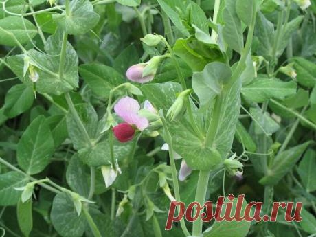 Сидерат, который обогащает почву и уничтожает болезнетворные бактерии | Моя любимая усадьба | Пульс Mail.ru