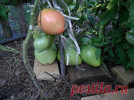 Вкусный Огород: Способы выращивания помидоров. Мой опыт.