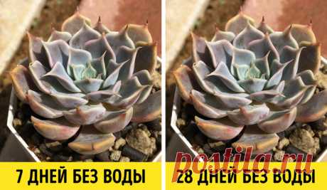Мы собрали 13 домашних растений, которые приносят максимум пользы, но требуют минимум забот 

В последние годы разведение комнатных растений стало популярным не только у представителей взрослого поколения, но и у молодежи. Об этом говорит отчет Garden Media Group за 2017 год. В тренде озелен…