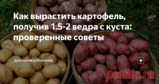 Как вырастить картофель, получив 1.5-2 ведра с куста: проверенные советы Собрать 40 вёдер с 20-ти кустов картофеля - задача несложная, если знать и применять агротехнические приёмы. Полезные советы, как вырастить такой урожай, описаны в статье.