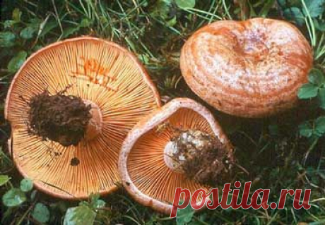 Bolets catalans. ROVELLONS o Pinetells. "Lactarius deliciosus". Comestibles. #bolets #setas #mushrooms