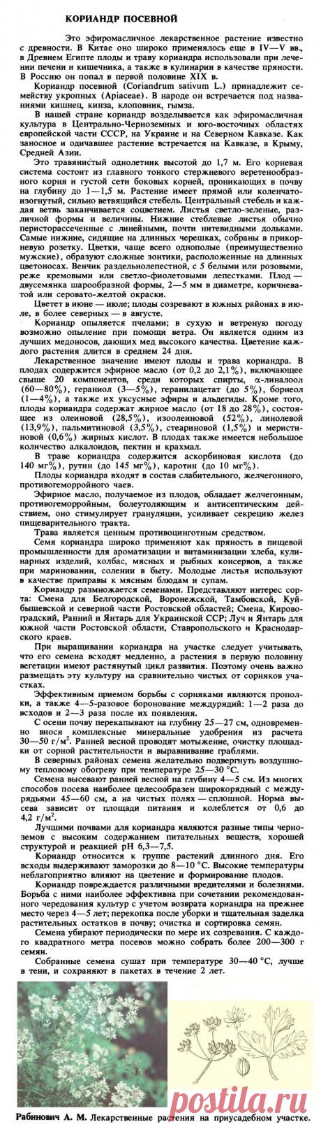 Кориандр посевной (кинза)