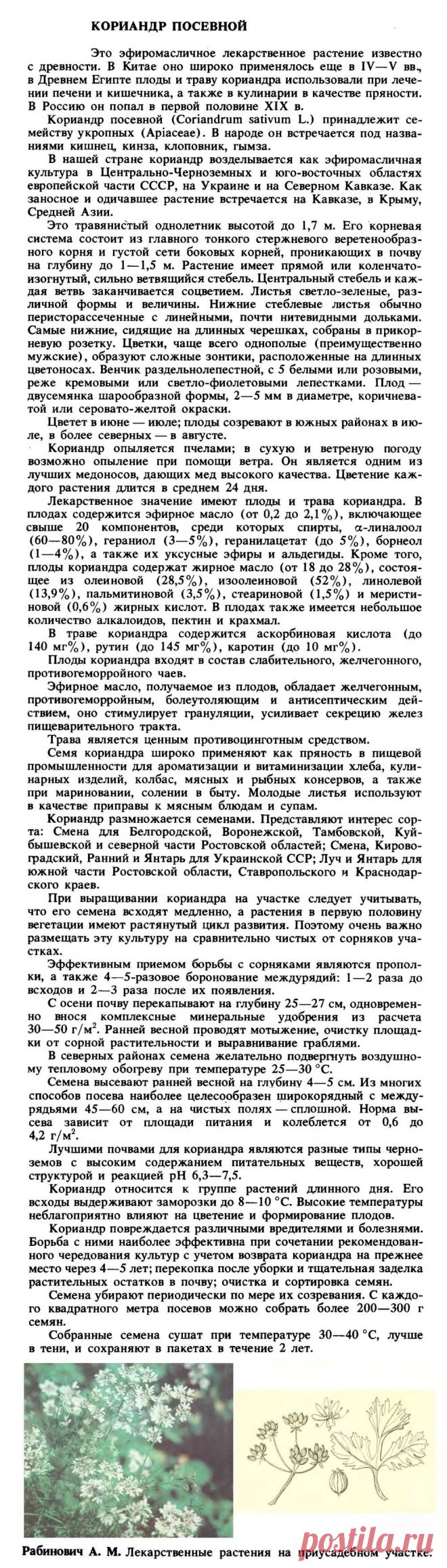 Кориандр посевной (кинза)