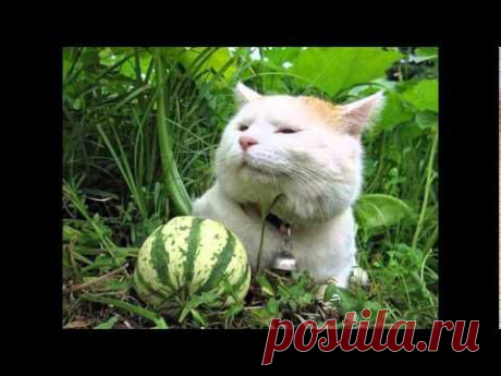 Самый счастливый кот на свете - Широнеке - YouTube