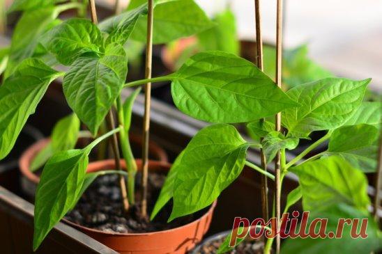 В какую емкость посеять перец на рассаду и почему нельзя использовать торфяные горшочки 
Во время подготовки к новому сезону дачники уделяют особое внимание выбору тары для выращивания рассады. Даже опытные огородники нередко задаются вопросом, какой же тип ёмкостей лучше, что обеспечит идеальный результат, в каких горшочках растения будут крепкими и здоровыми. И часто принципиальный выбор встаёт между пластиком и торфом. В своей книге «Большая энциклопедия садовода и огородника от А до Я» опыт