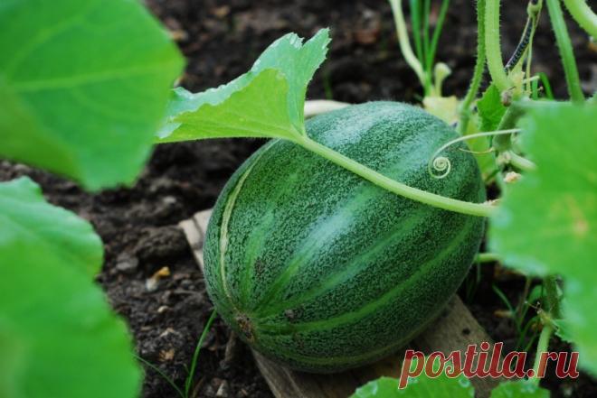 Выращивать арбузы и дыни очень увлекательно! | 6 соток