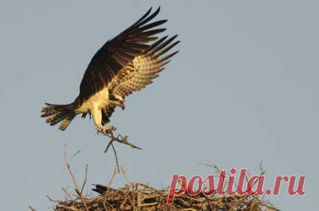 Скопа (Pandion haliaetus) приближается к своему гнезду - Галерея изображений природы: Хищные птицы и совы - Фокус фотографии природы