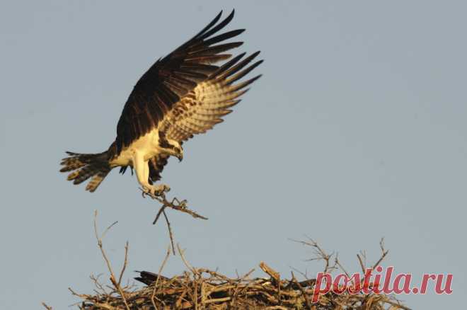 Скопа (Pandion haliaetus) приближается к своему гнезду - Галерея изображений природы: Хищные птицы и совы - Фокус фотографии природы