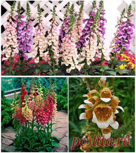 Наперстянка: уход, способы размножения, посадка на рассаду и в открытый грунт - Pahistahis.ru