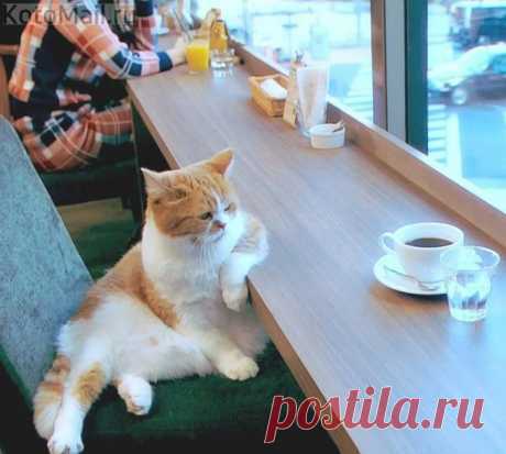 За чашечкой кофе | KotoMail.ru