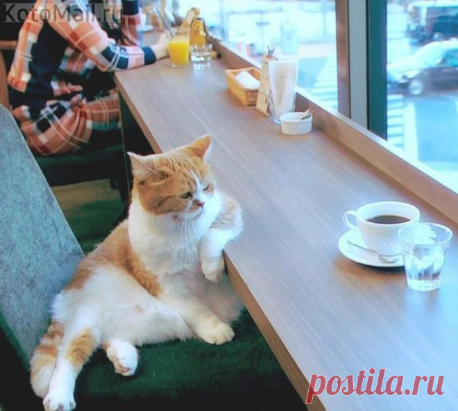 За чашечкой кофе | KotoMail.ru