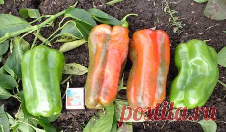 Перец Какаду — высокопродуктивный сладкий сорт