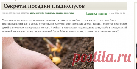 Раскрываем секреты посадки гладиолусов: выбор места, посадка клубнелуковицы и продление цветения