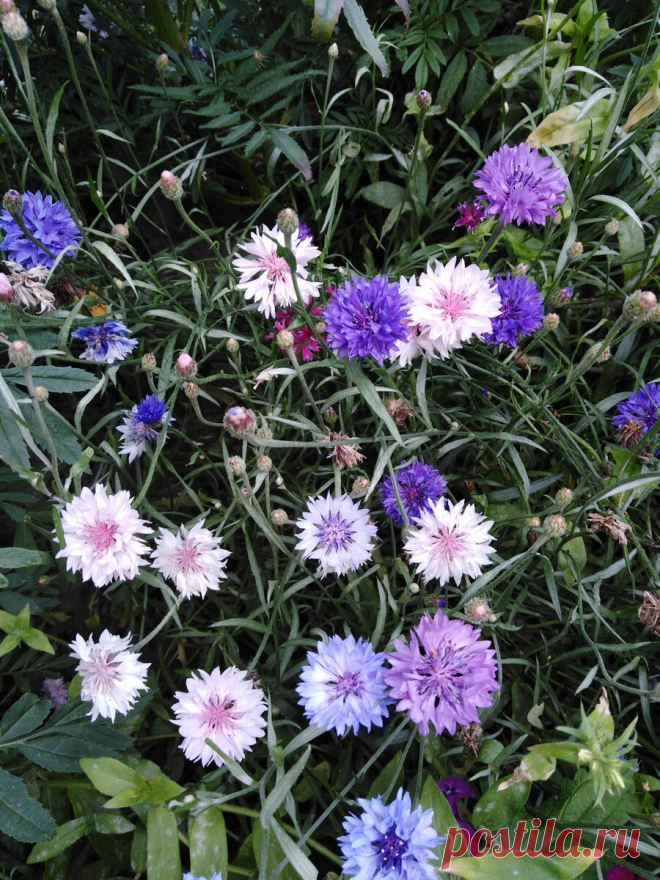 (900×1200)
