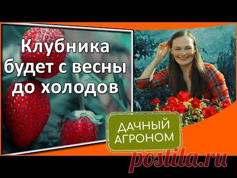 Именно ТАК НАДО с клубникой в августе. Средство от слизней. Юлия Петровна наслаждается!