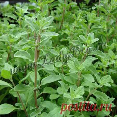 Майоран, Душица (Origanum) - комнатные растения и цветы для сада: выращивание, местоположение, температура, полив, пересаживание, размножение, болезни и вредители