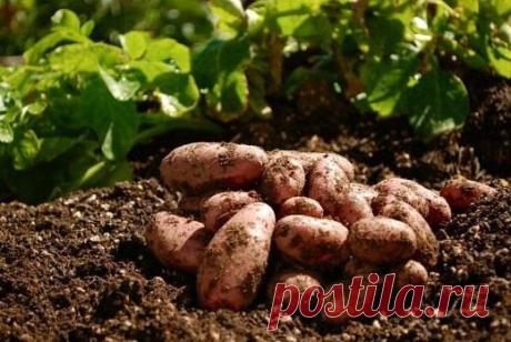 9 СОВЕТОВ ПО ВЫРАЩИВАНИЮ КАРТОФЕЛЯ. 

1. Чем меньше клубень картофеля, тем крупнее он дает клубни, и наоборот. Поэтому лучше всего сажать клубни средней величины, либо разрезать большие клубни так чтобы на каждой части было несколько глазков. 

2. Глубоко посаженные клубни дадут мелочь и изобилие ботвы. 

3. Подкармливать картофель лучше химическими удобрениями – органика, особенно навоз, отрицательно влияет на вкусовые качества. 

4. Чтобы получить крупные, вкусные клубни...