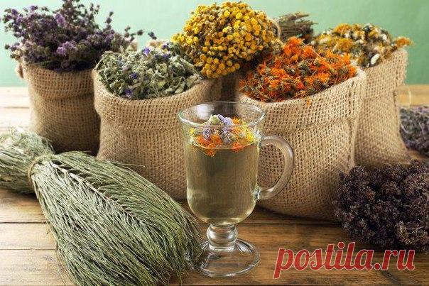 Считалка-напоминалка народного лекаря

Лечит мята невралгию,
Свеколка - гипертонию,
Земляника гонит соль,
Показать полностью…