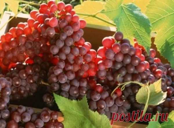 Как правильно, самостоятельно обрезать виноград осенью, чтобы был хороший урожайна следующий год. Фото и видео с советами и рекомендациями.