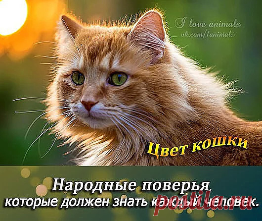 Цвет кошки. 
 Кошка — одно из самых магических животных на земле. Не для кого ни секрет, что кошки и котята бывают самых разнообразных окрасок. Но многие не знают, что цвет кошки несет сильное влияние на человека и может изменить его судьбу.
● Кот с белыми лапками- привлекает материальный достаток;
● Черный кот, несмотря на все суеверия, забирает отрицательную энергетику, отводит беду от домочадцев, дарует мудрость и проницательность! Предохраняет от сглаза, вора и грозы. ...
