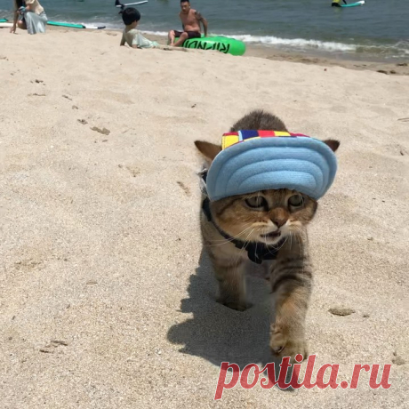 @morae_2020 поделился(-ась) видео в Instagram: "여러분 2021년에는 꽃길만 걸어요🌼🌷 2020년에 모래를 만나서 가장 행복했다 모래 덕분에 힘들었던 코로나 생활에 웃을수 있었네🤍2021년에는 모두가 행복하길❣️ Happy New Year!❣️ #britishshorthair #british…" • 1 Янв 2021 в 1:54  UTC 9,474 отметок «Нравится», 86 комментариев — morae Park (🐅) (@morae_2020) в Instagram: «여러분 2021년에는 꽃길만 걸어요🌼🌷 2020년에 모래를 만나서 가장 행복했다 모래 덕분에 힘들었던 코로나 생활에 웃을수 있었네🤍2021년에는 모두가 행복하길❣️ Happy…»