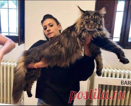 30 фото кошек породы мейн-кун, которые сделают вашего кота миниатюрным - Мир прекрасного