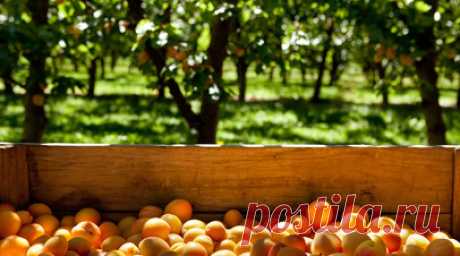 Диетолог Гридина: абрикосы полезны для нормализации работы ЖКТ. Диетолог онлайн-сервиса по управлению здоровьем Budu Наталия Гридина заявила, что абрикосы полезны для нормализации работы ЖКТ и кровяного давления, но имеются и противопоказания. Читать далее