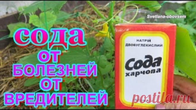 (59) Одноклассники