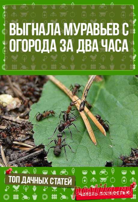 Садоводу на заметку: ВЫГНАЛА МУРАВЬЕВ С ОГОРОДА ЗА ДВА ЧАСА. САМА УДИВИЛАСЬ!