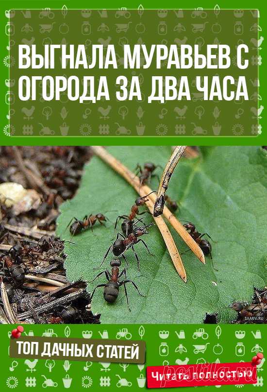 Садоводу на заметку: ВЫГНАЛА МУРАВЬЕВ С ОГОРОДА ЗА ДВА ЧАСА. САМА УДИВИЛАСЬ!